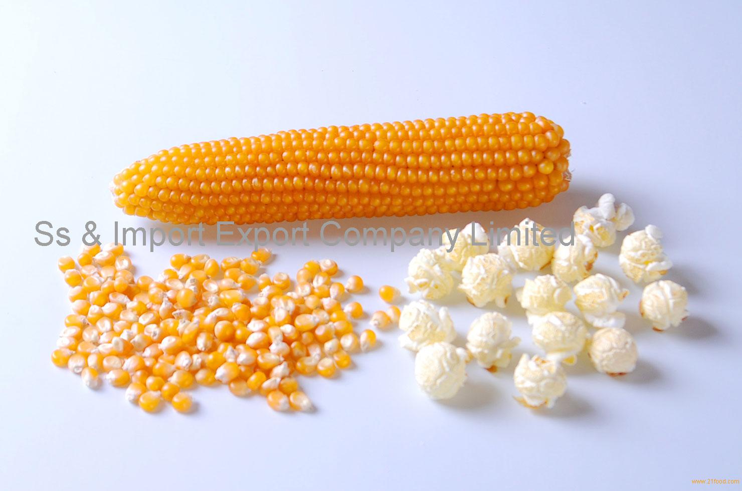 how do popcorn kernels pop and what type of corn kernel is it