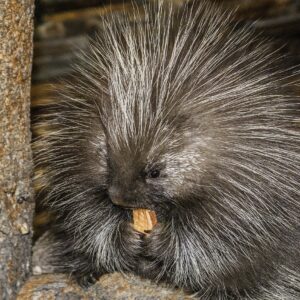 how do porcupines mate and reproduce when they have lots of sharp quills or spines in the way