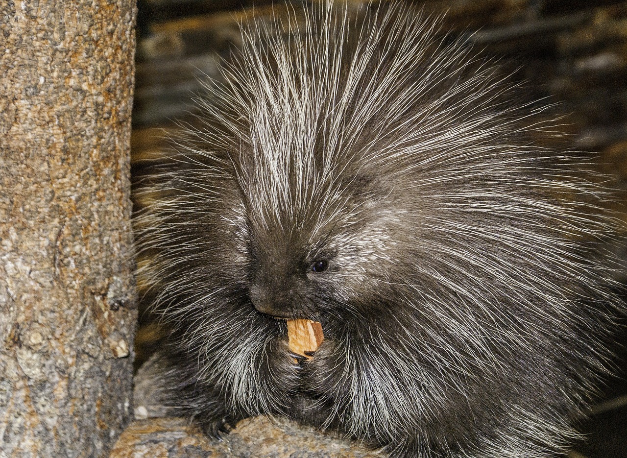 how do porcupines mate and reproduce when they have lots of sharp quills or spines in the way