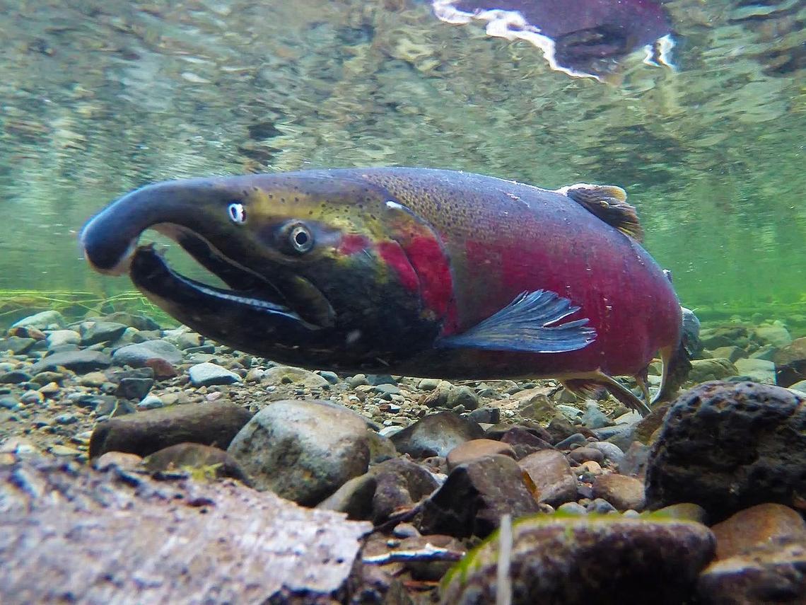 how do salmon return to rivers where they spawned after years of migration over vast distances