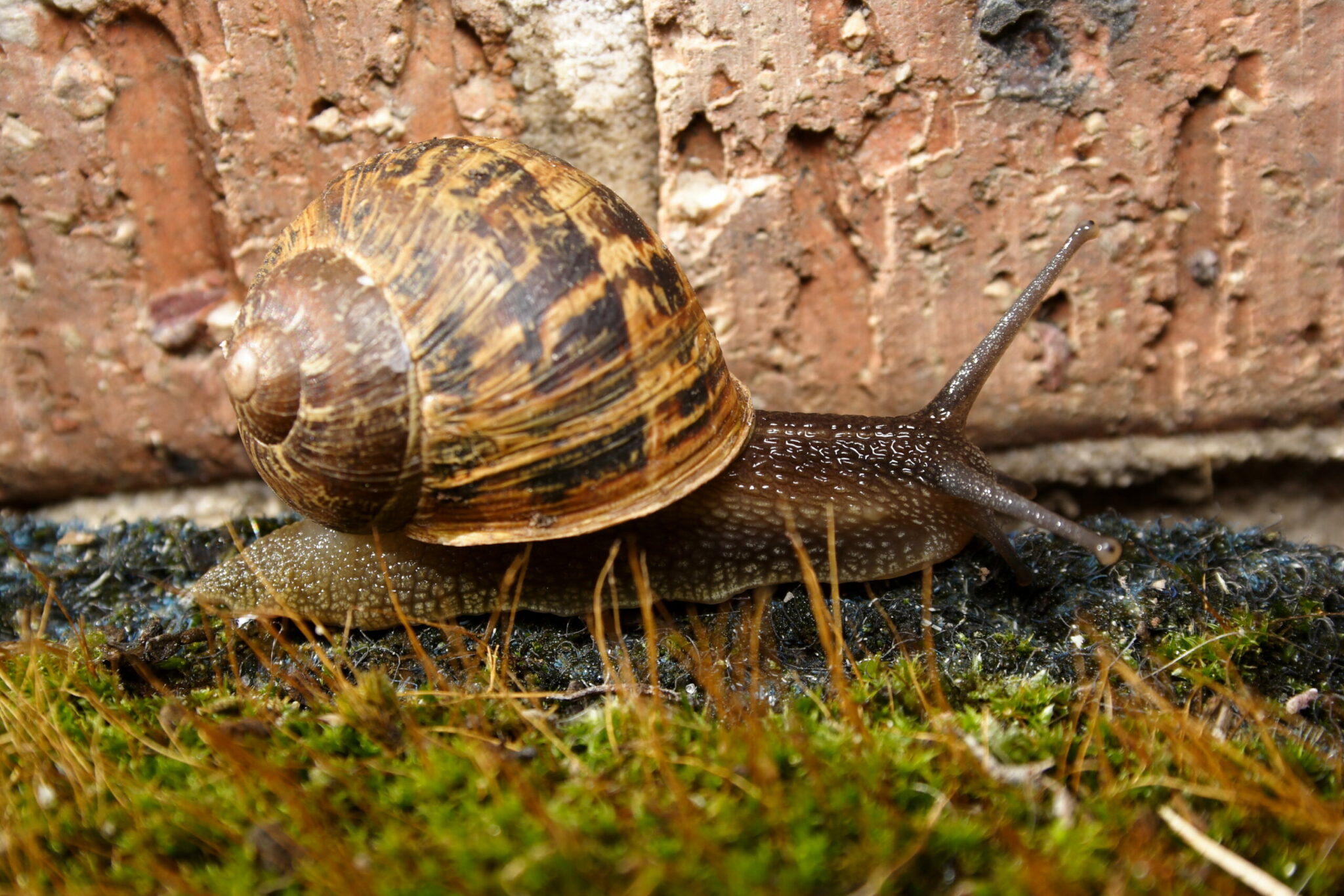 how do snails mate and reproduce and what species of snails are commonly eaten in restaurants in europe scaled