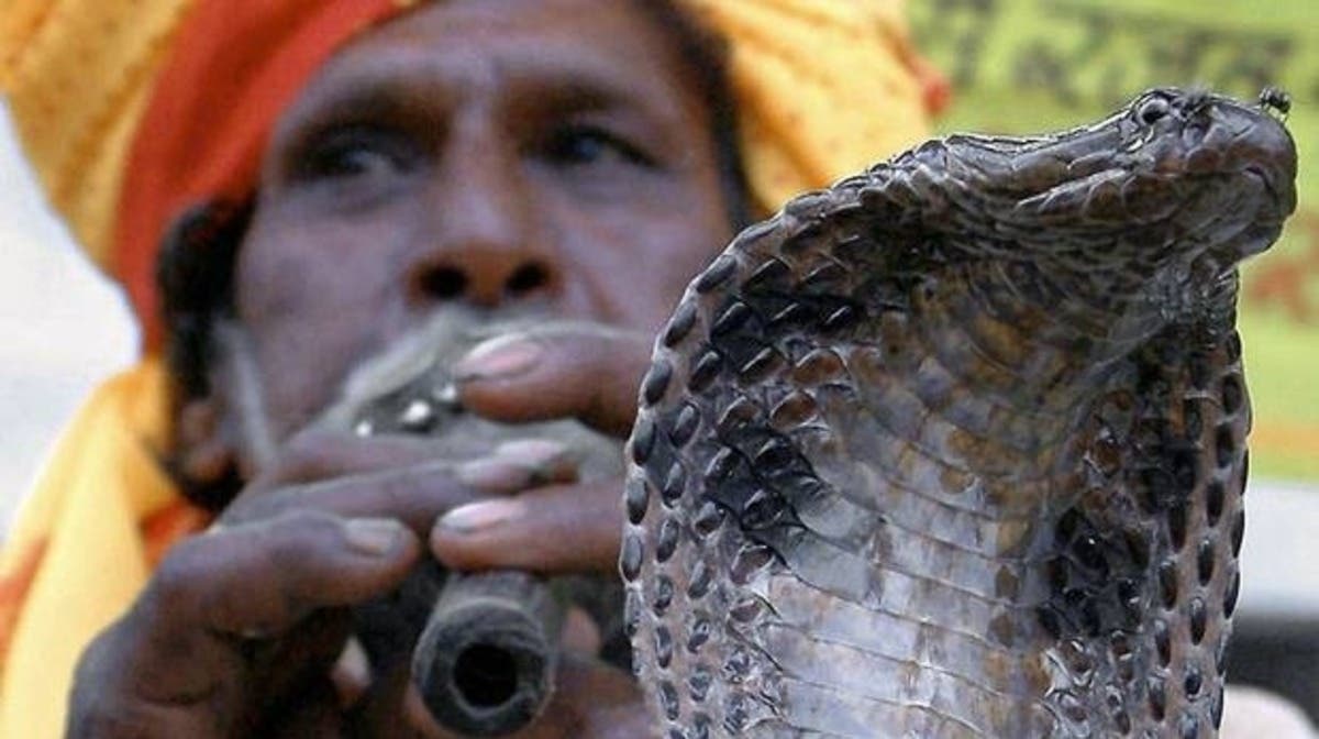 how do snake charmers charm snakes and where did the tradition come from