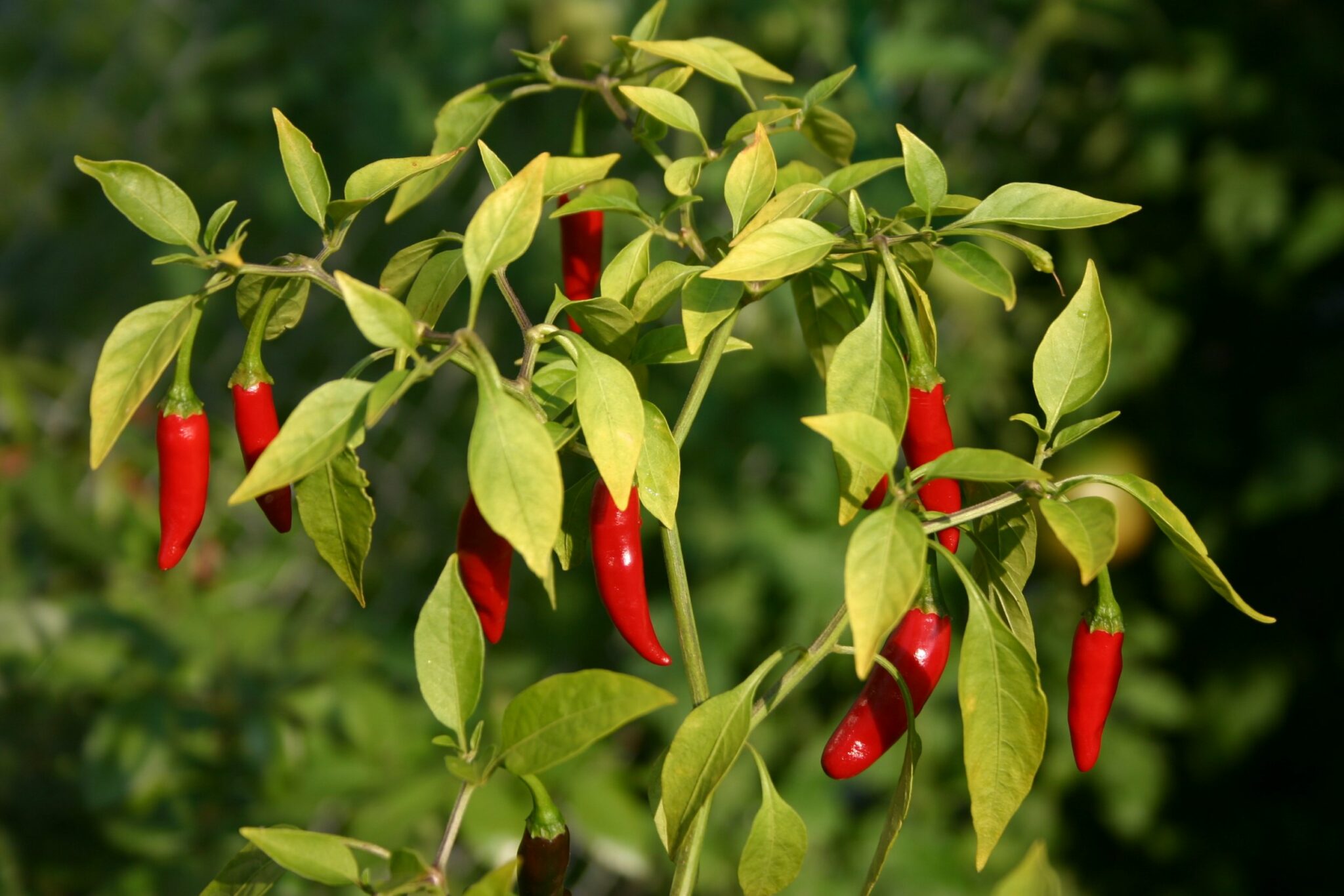 how do some insects eat cayenne pepper without suffering the heat