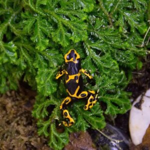 how do south american hunters get the poison from poison arrow frogs without killing themselves