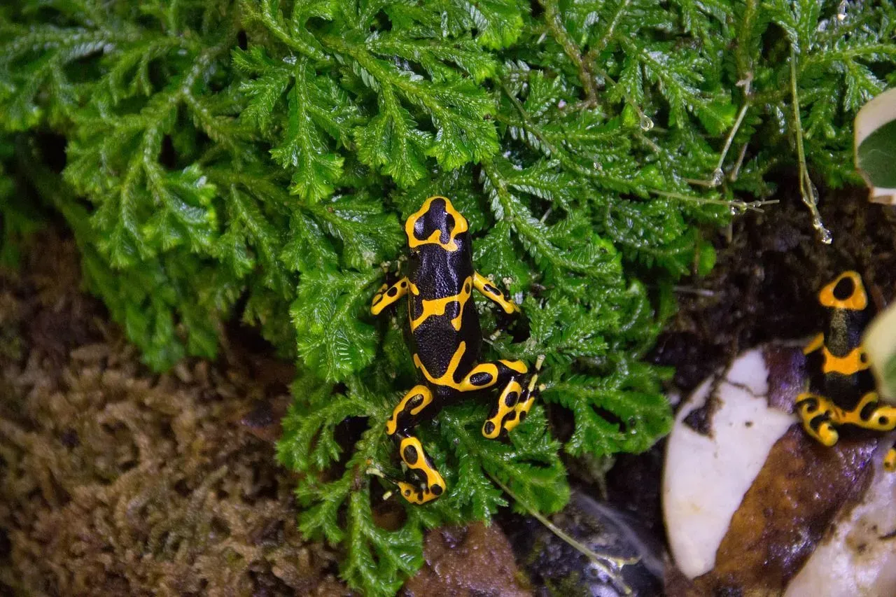 how do south american hunters get the poison from poison arrow frogs without killing themselves