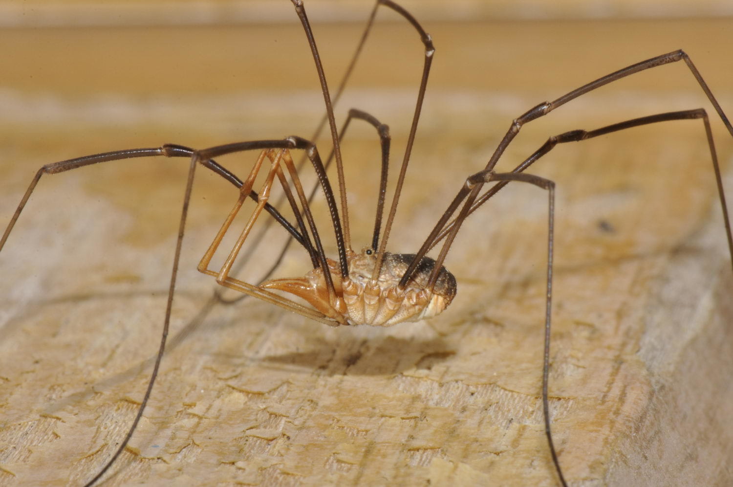 how do spiders eat their prey and do spiders suck blood from their victims