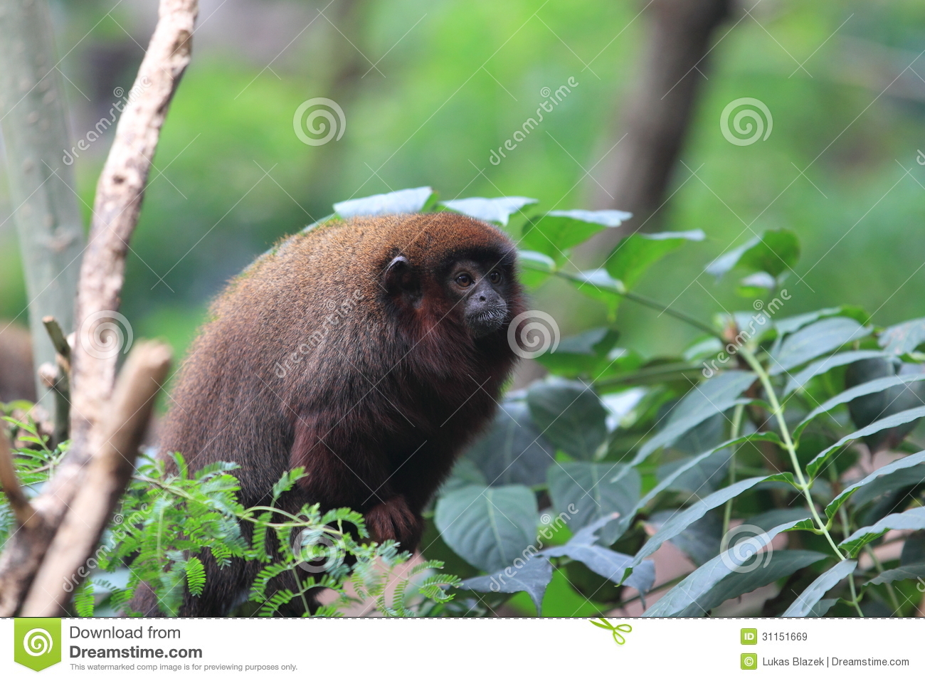 how do titi monkeys from south america practice tail twining in pairs up in the trees