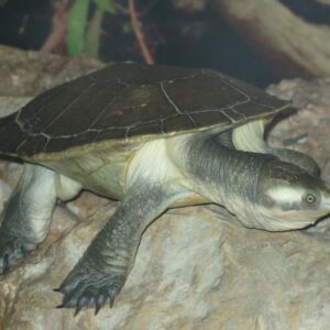 how do turtles reproduce and how do you tell a male turtle from a female turtle