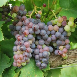 how do viticulturists grow grapes without seeds and where do seedless grapes come from