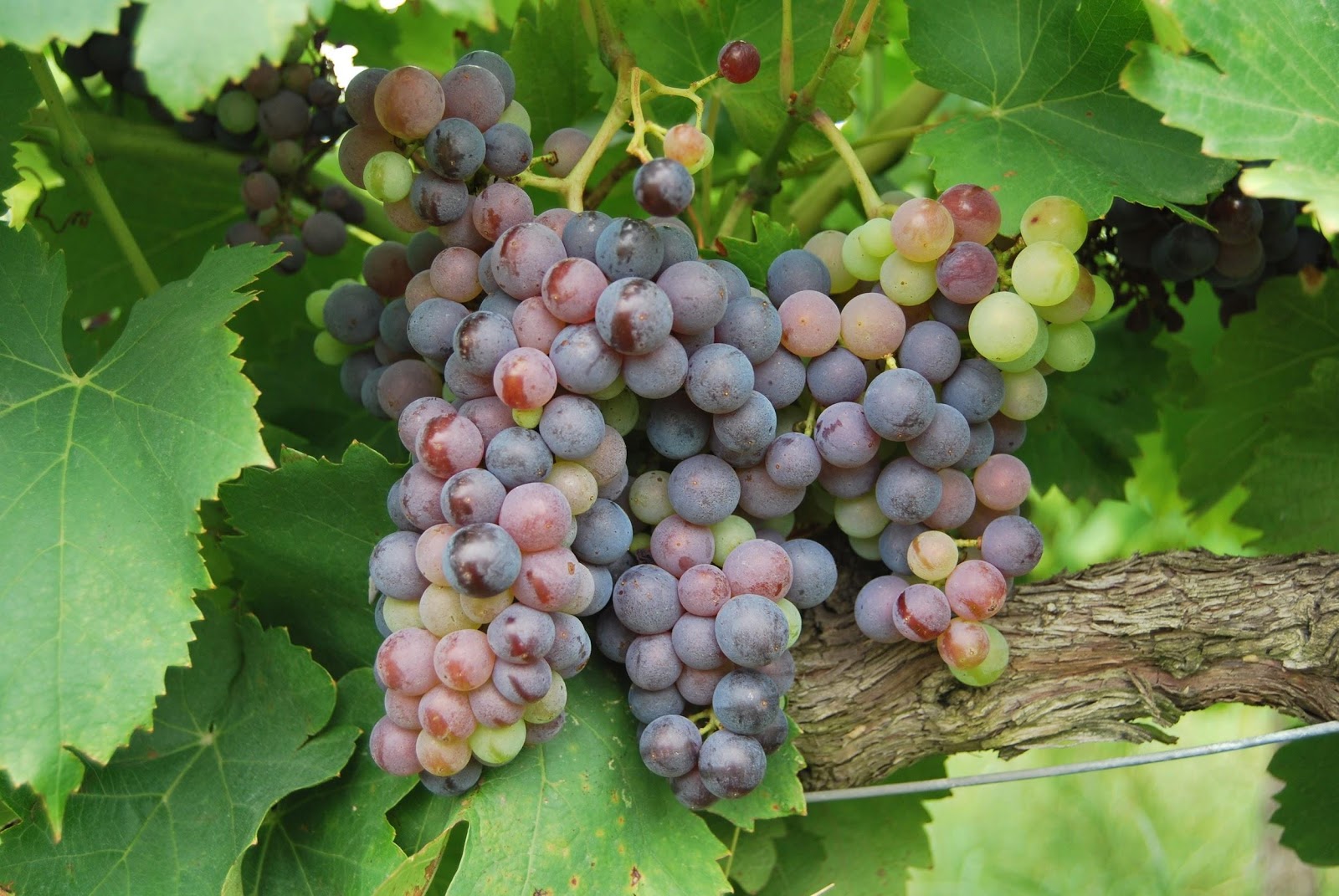 how do viticulturists grow grapes without seeds and where do seedless grapes come from