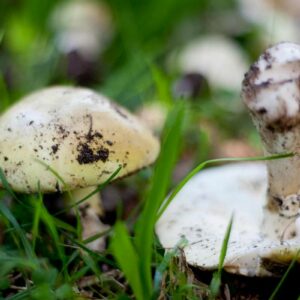 how do you tell which mushrooms are safe to eat with a silver dollar