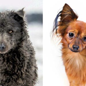 how does a breed of dog become officially recognized by the american kennel club