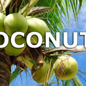 how does a coconut grow into a coconut palm tree and can you grow a coconut palm from a coconut