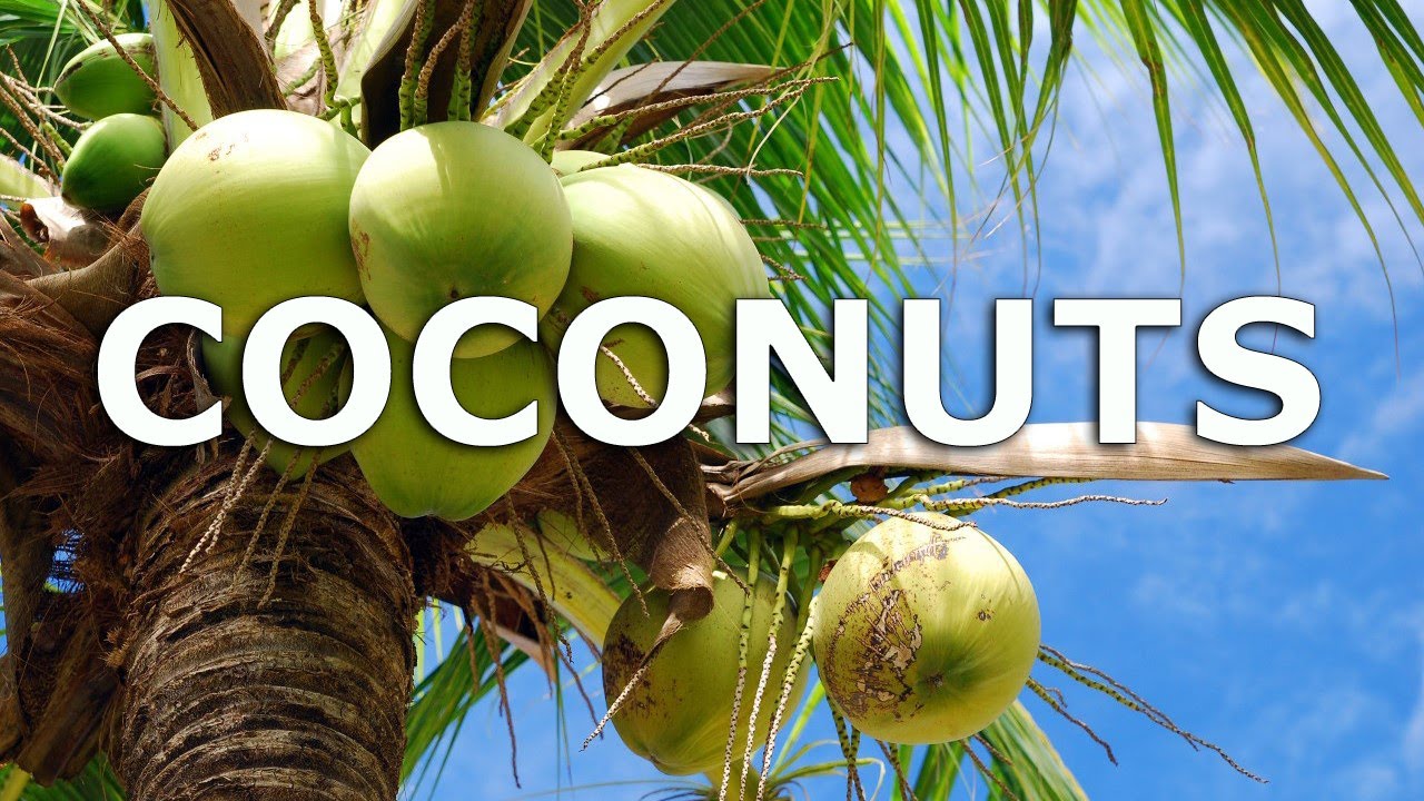 how does a coconut grow into a coconut palm tree and can you grow a coconut palm from a coconut