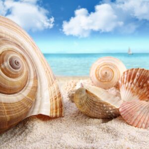 how does a seashell sound like the ocean and where do the sounds come from