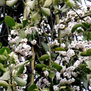 how does mistletoe nourish itself on oak trees
