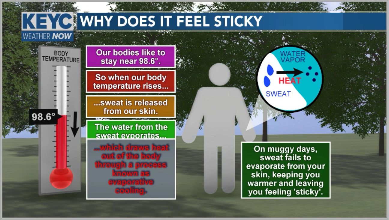 how does perspiration and evaporation help cool us down