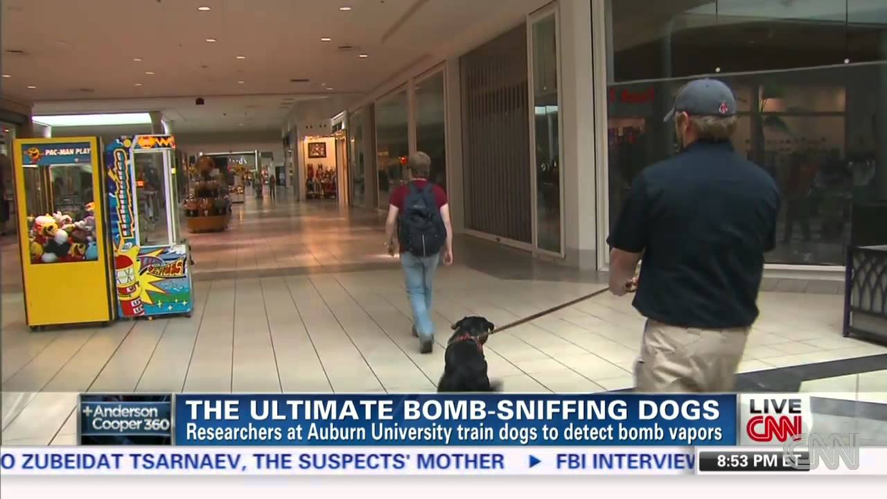 how does the army teach dogs to sniff out drugs at borders and bombs at airports