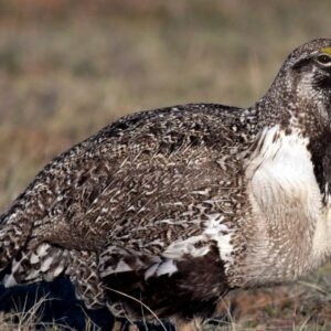 how does the female grouse find its mate