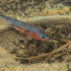 how does the male stickleback build a nest