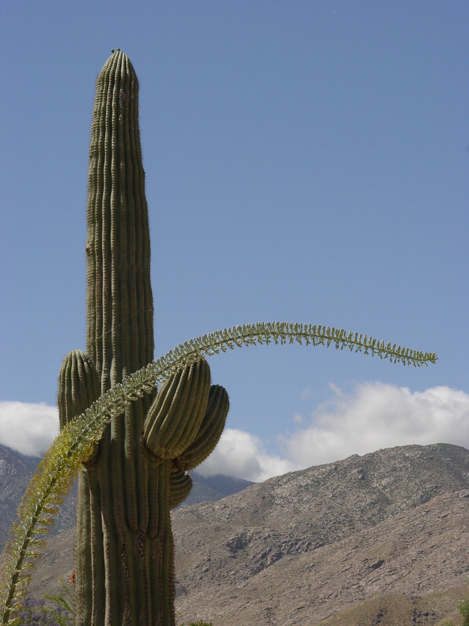 how does the saguaro cactus hold so much water