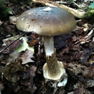 how does toadstool poison kill humans and what is the most poisonous mushroom in the world