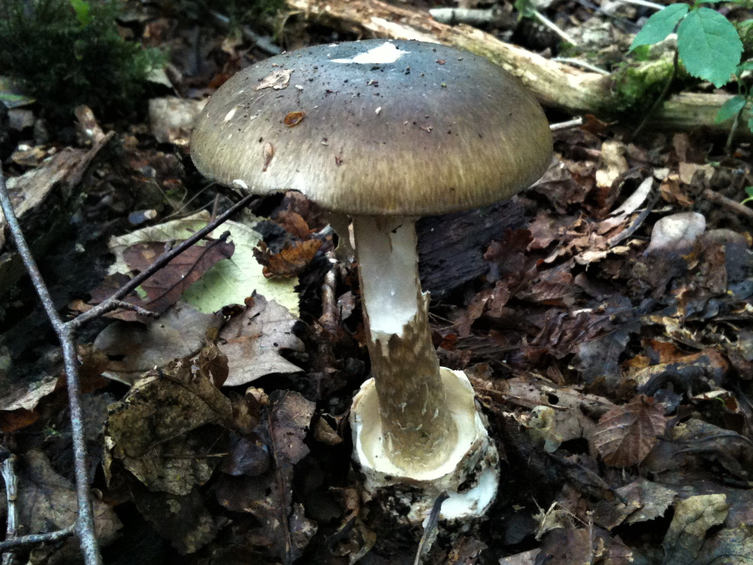 how does toadstool poison kill humans and what is the most poisonous mushroom in the world