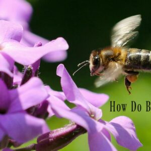 how far must a honeybee travel to make a pound of honey