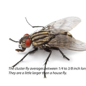 how high can a housefly fly and which insects can fly the highest