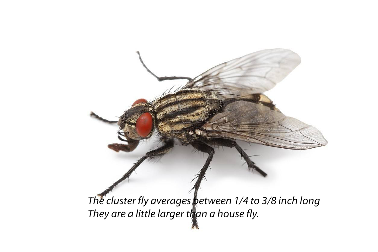 how high can a housefly fly and which insects can fly the highest