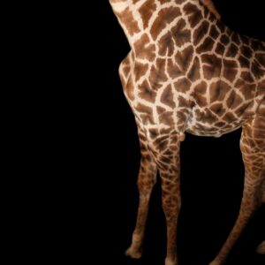 how high is the blood pressure of a giraffe and do giraffes get heart attacks and strokes scaled