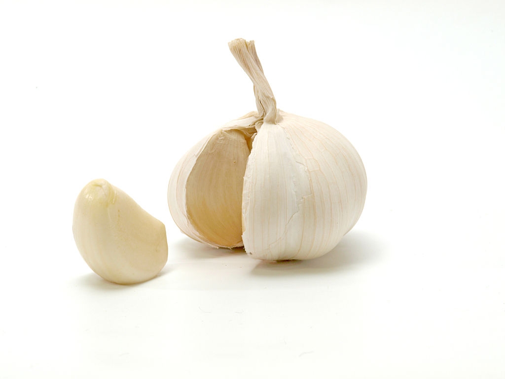 how is garlic oil made and is garlic oil toxic to humans