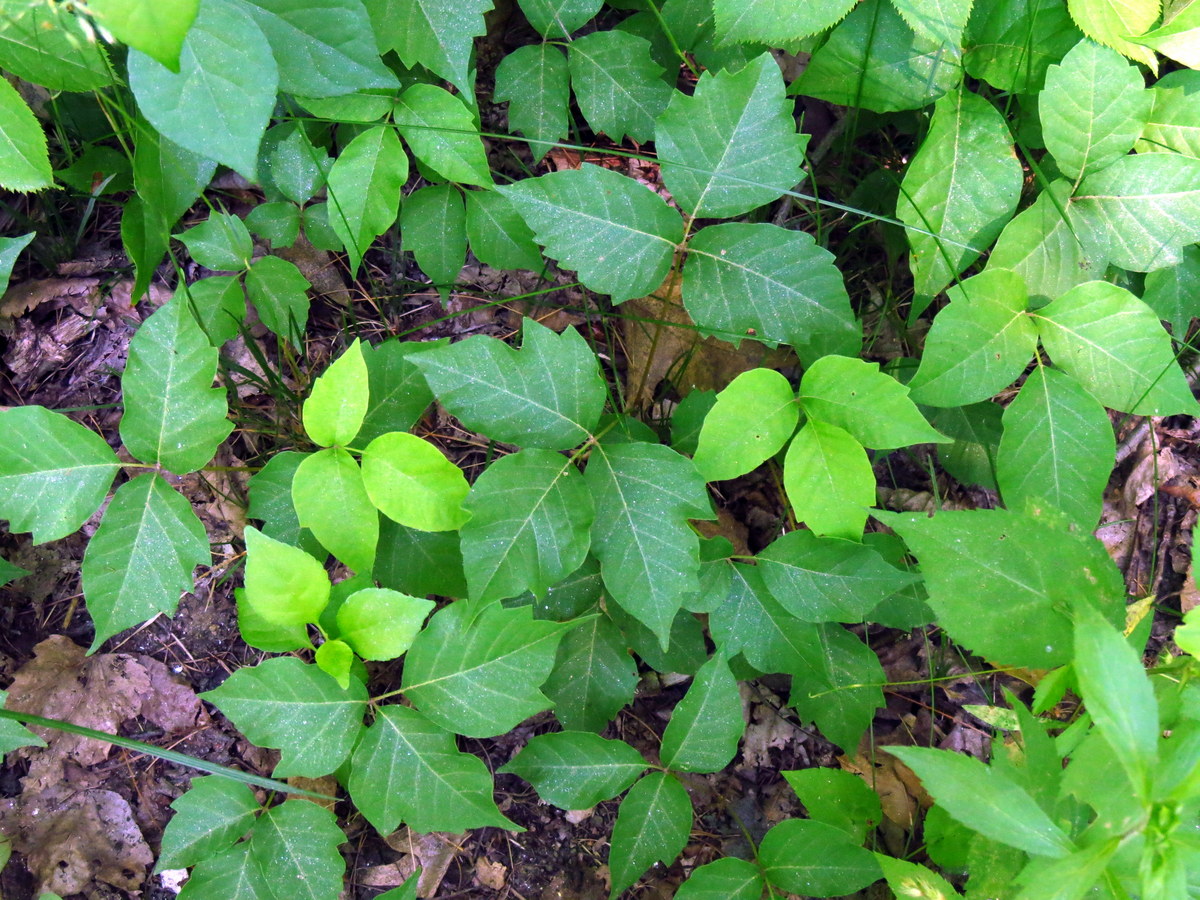 how is poison ivy beneficial to anyone besides being the incessant pest to gardeners hikers and children