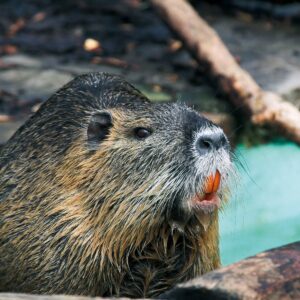how is the female nutria or coypu able to feed her babies while in the water