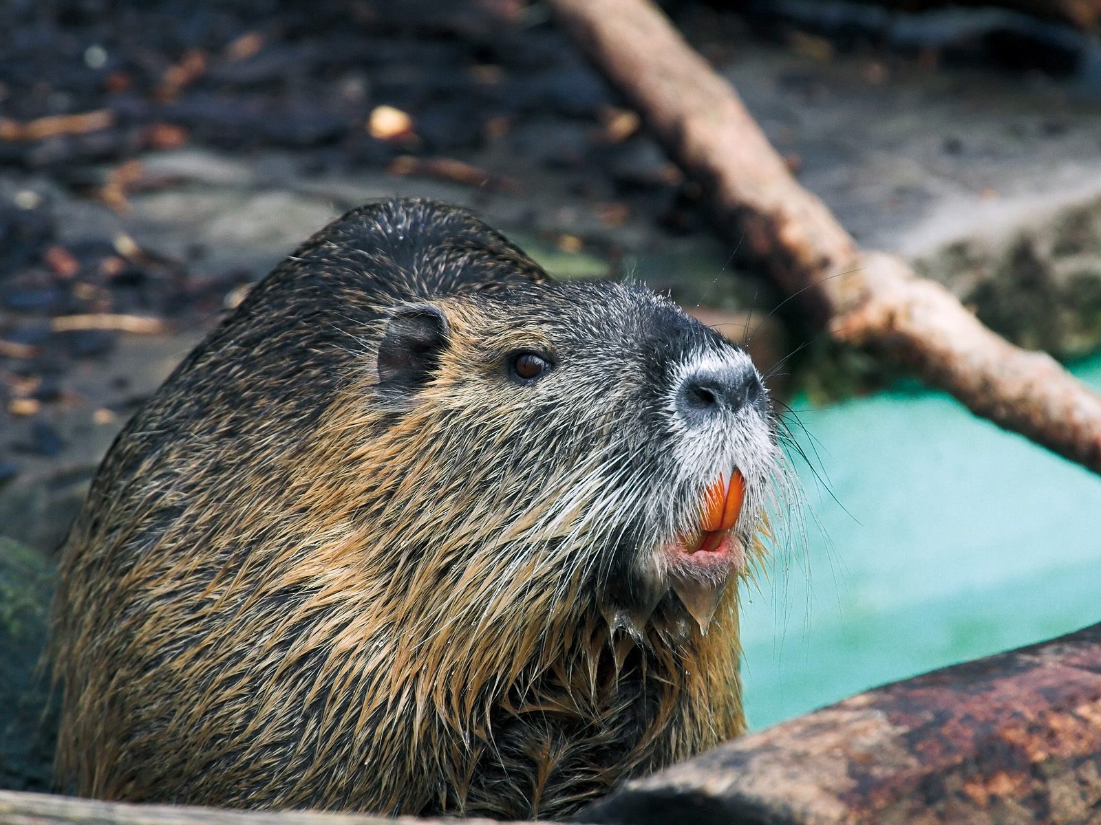 how is the female nutria or coypu able to feed her babies while in the water