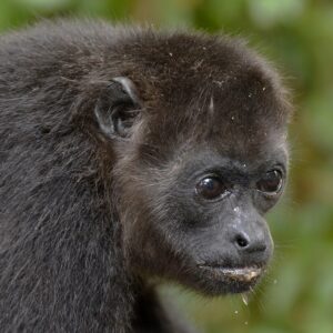 how is the howler monkey is the loudest monkey and animal in the world