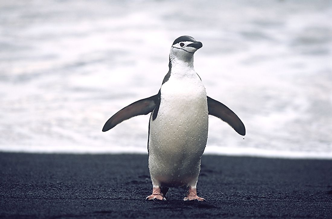 how is the penguin the fastest swimming bird on earth