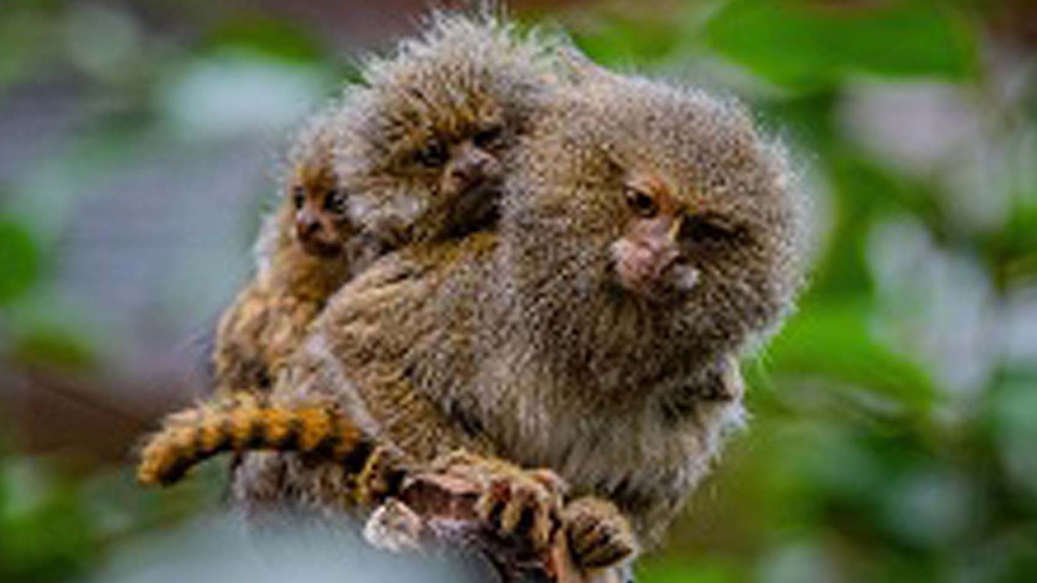 how is the pygmy marmoset the smallest monkey in the world