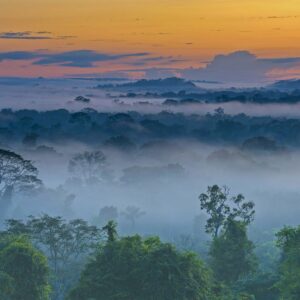 how large is brazils rain forest and how many insect species live in the amazon rain forest