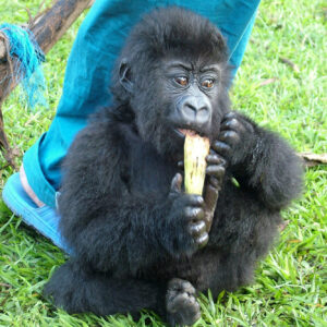 how long are gorilla arms and how do they use them to walk and move around