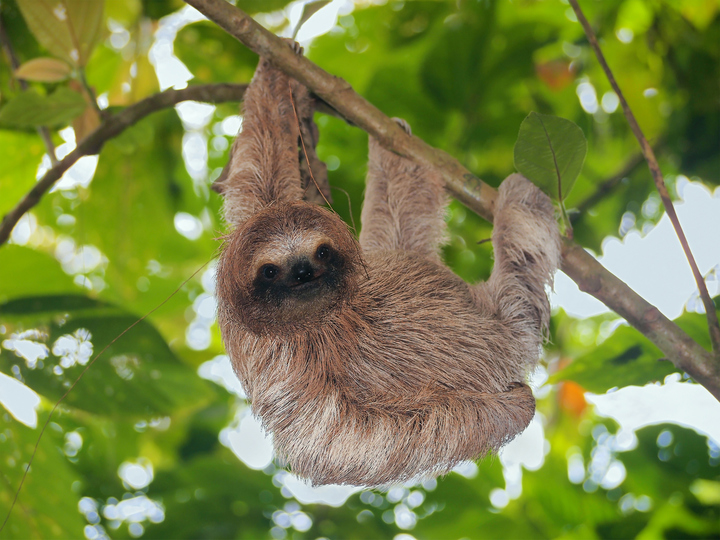 how many babies does a sloth give birth to and where do sloths live