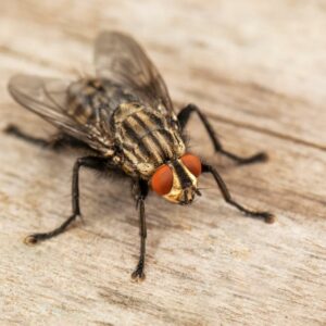 how many different types of germs bacteria and viruses do houseflies spread