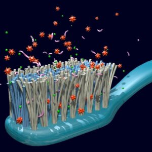how many different types of germs bacteria and viruses live on a toothbrush