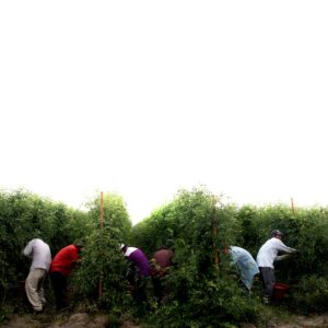 how many dominican immigrants in the united states are farm workers from the countryside