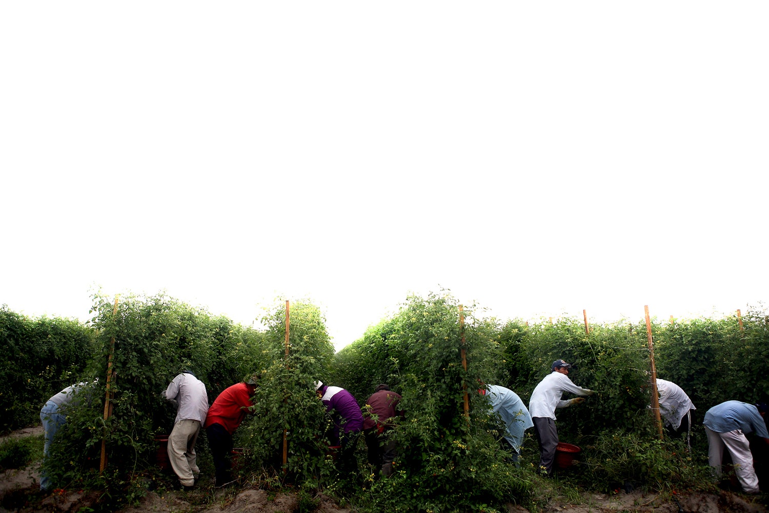 how many dominican immigrants in the united states are farm workers from the countryside