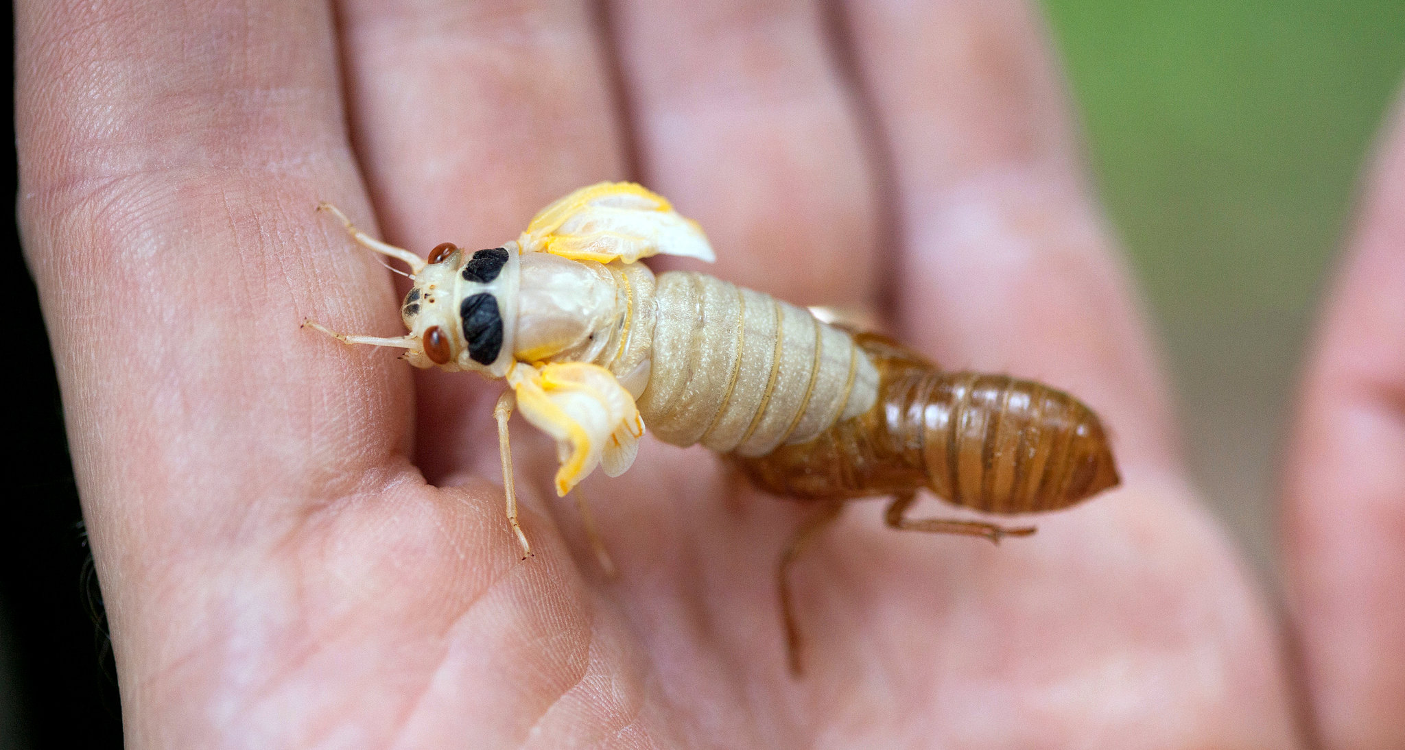 how many insects and other arthropods might you find in a northeastern backyard