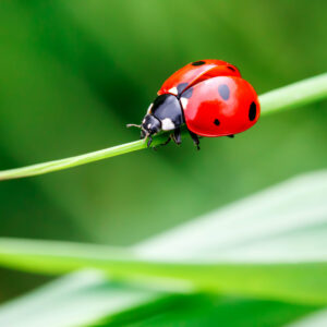 how many ladybugs will stay in your yard after you release them scaled