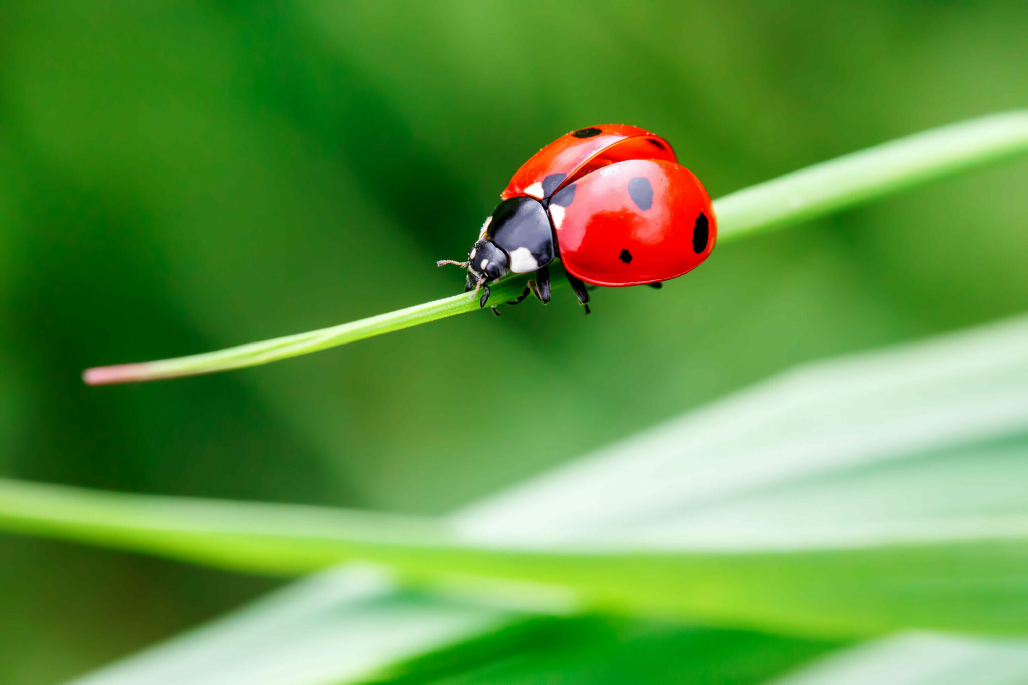 how many ladybugs will stay in your yard after you release them scaled