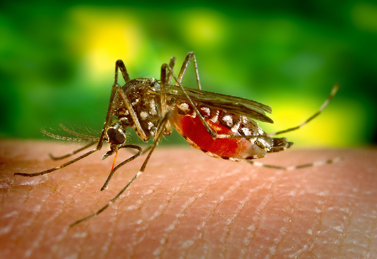 how many mosquito bites would it take to completely drain your blood