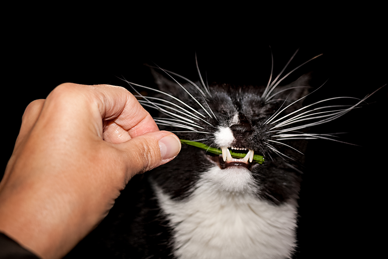 how much cleaner is a dogs mouth than a humans mouth and is a cats mouth dirty